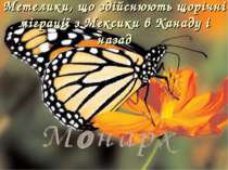 Метелики, що здійснюють щорічні міграції з Мексики в Канаду і назад