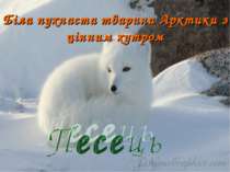 Біла пухнаста тварина Арктики з цінним хутром