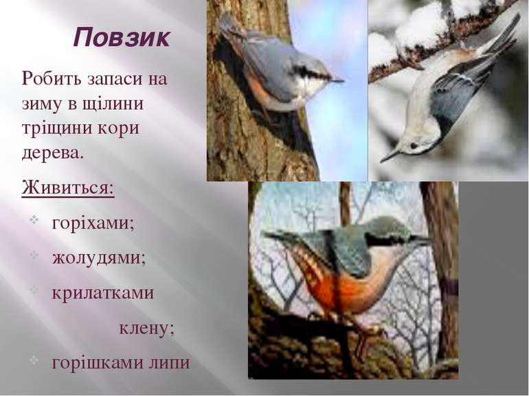 Повзик Робить запаси на зиму в щілини тріщини кори дерева. Живиться: горіхами...