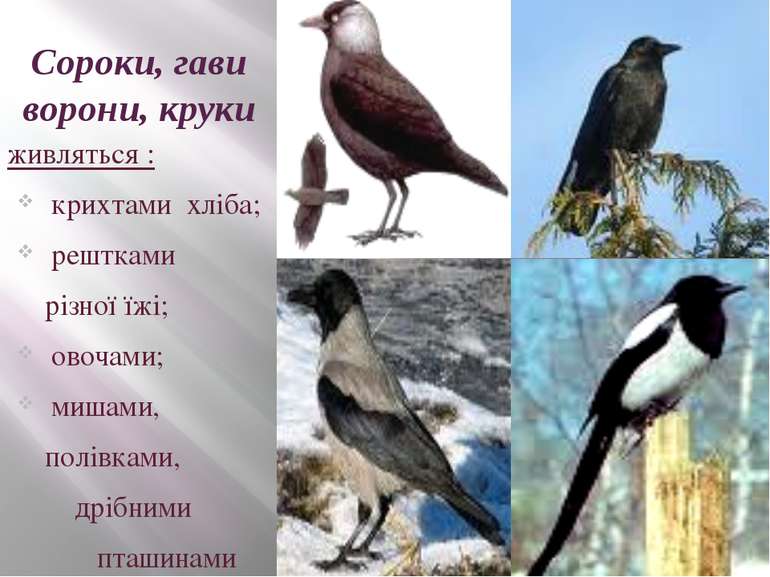 Сороки, гави ворони, круки живляться : крихтами хліба; рештками різної їжі; о...