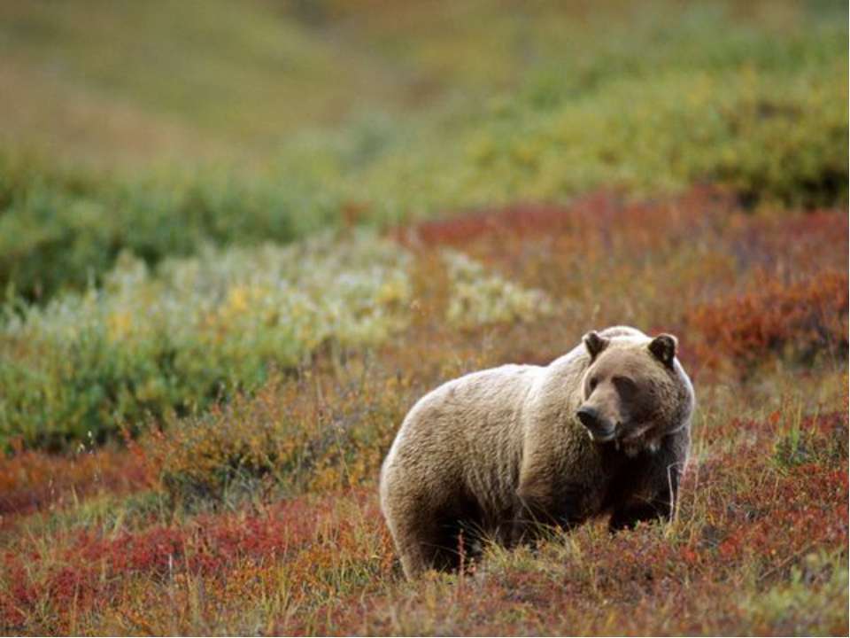 Северная евразия животный мир. Животные Северной Евразии. Природа и животные. Медведь Гризли.