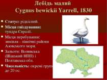 Лебідь малий Cygnus bewickii Yarrell, 1830 Статус: рідкісний. Місця гніздуван...