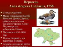Нерозень Anas strepera Linnaeus, 1758 Статус: рідкісний. Місця гніздування: б...
