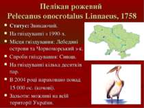 Пелікан рожевий Pelecanus onocrotalus Linnaeus, 1758 Статус: Зникаючий. На гн...