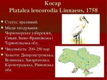 Косар Platalea leucorodia Linnaeus, 1758 Статус: вразливий. Місця гніздування...