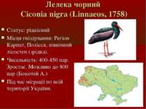Лелека чорний Ciconia nigra (Linnaeus, 1758) Статус: рідкісний Місця гніздува...