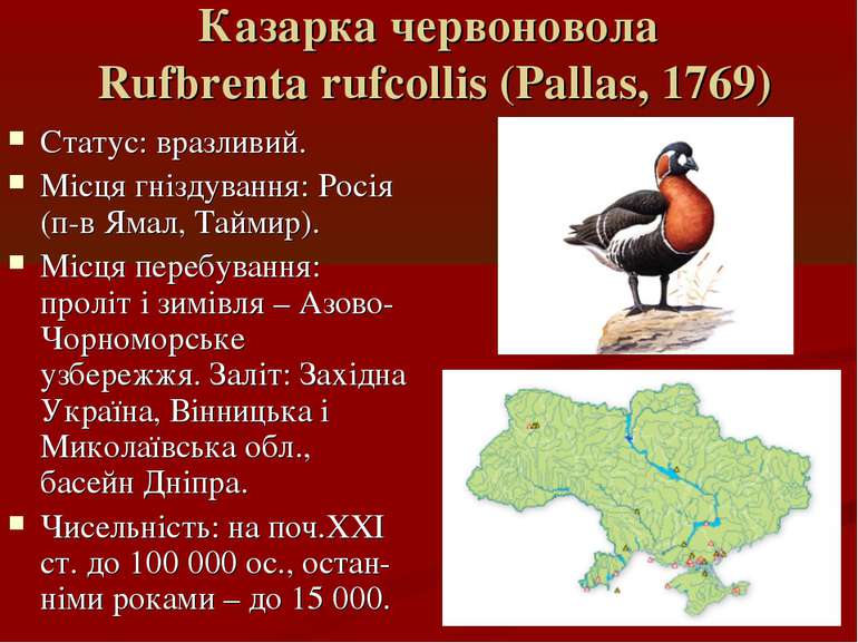 Казарка червоновола Rufbrenta rufcollis (Pallas, 1769) Статус: вразливий. Міс...