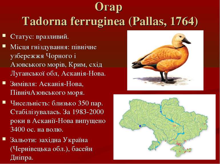 Огар Tadorna ferruginea (Pallas, 1764) Статус: вразливий. Місця гніздування: ...