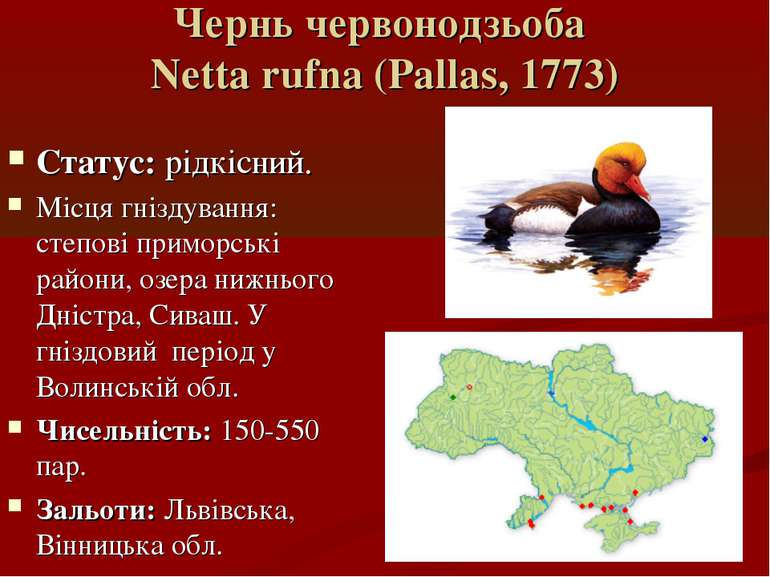 Чернь червoнодзьоба Netta rufna (Pallas, 1773) Статус: рідкісний. Місця гнізд...