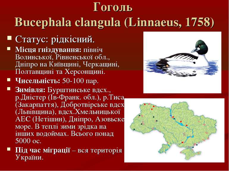 Гоголь Bucephala clangula (Linnaeus, 1758) Статус: рідкісний. Місця гніздуван...