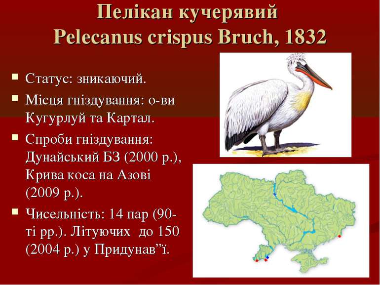 Пелікан кучерявий Pelecanus crispus Bruch, 1832 Статус: зникаючий. Місця гніз...