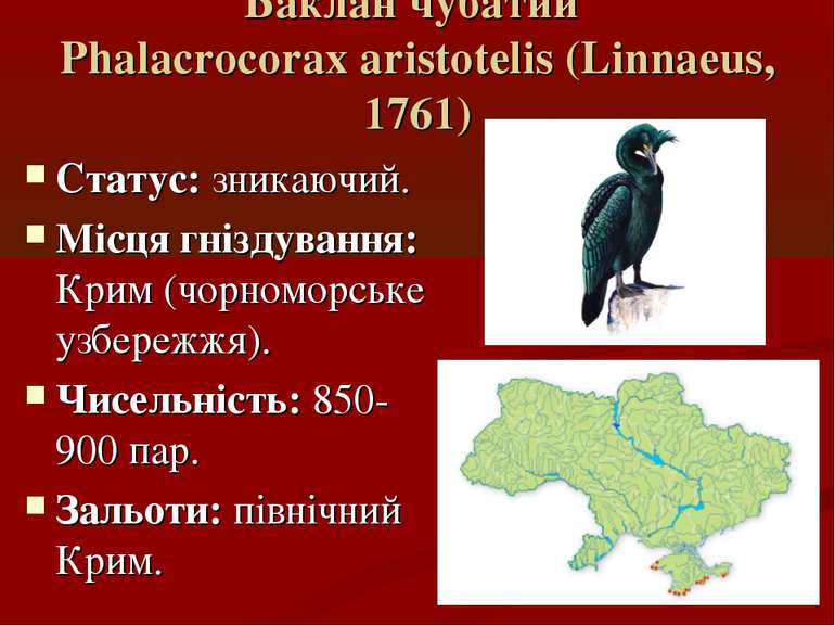 Баклан чубатий Phalacrocorax aristotelis (Linnaeus, 1761) Статус: зникаючий. ...