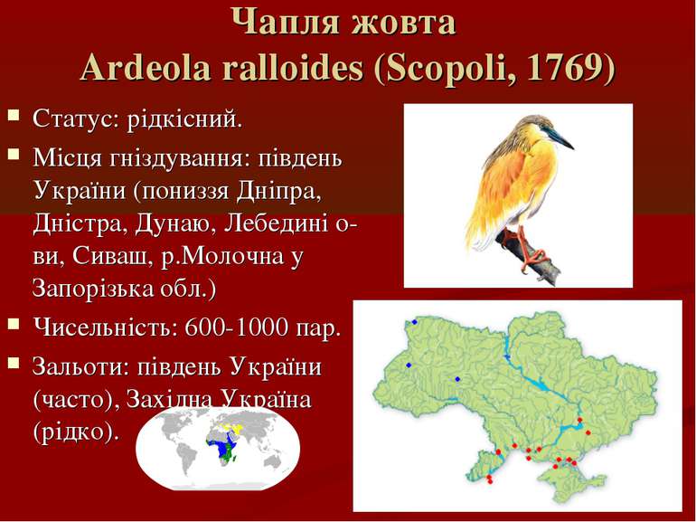 Чапля жовта Ardeola ralloides (Scopoli, 1769) Статус: рідкісний. Місця гнізду...