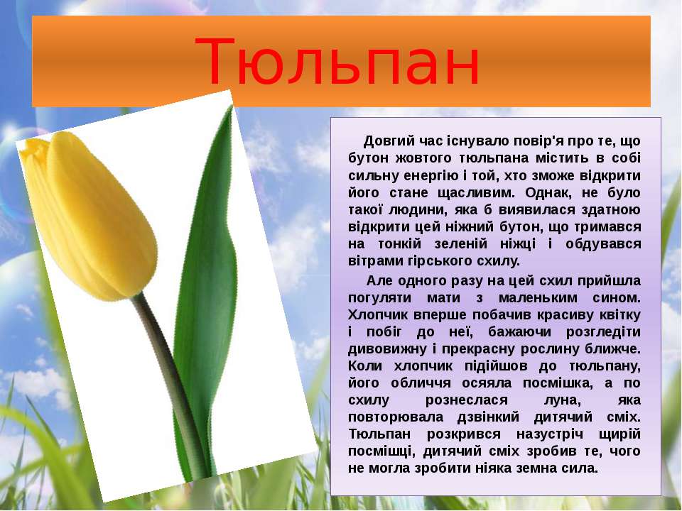 Тюльпан текс. Информация о тюльпане. Сообщение о тюльпане. Легенда о тюльпане. Описание тюльпана.
