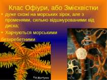 Клас Офіури, або Змієхвістки дуже схожі на морських зірок, але з променями, с...