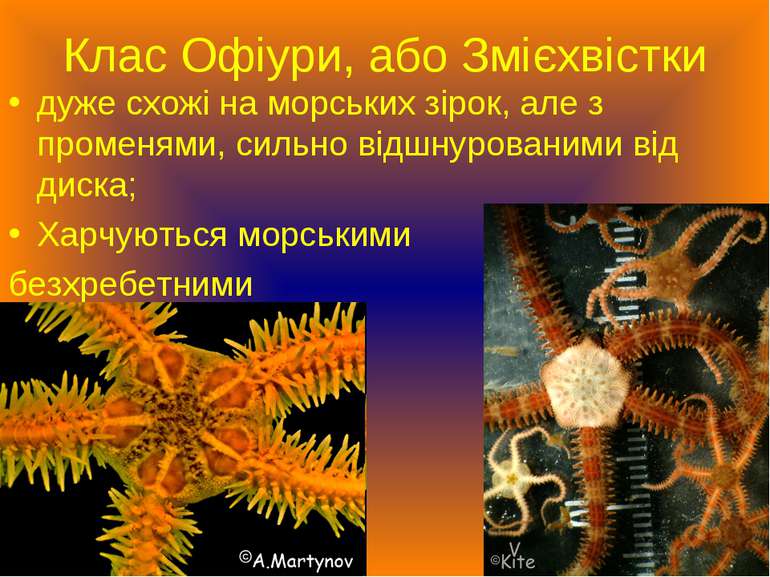 Клас Офіури, або Змієхвістки дуже схожі на морських зірок, але з променями, с...