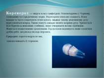 Коренерот — медуза класу сцифоїдних Розповсюджена у Чорному, Азовському та Се...