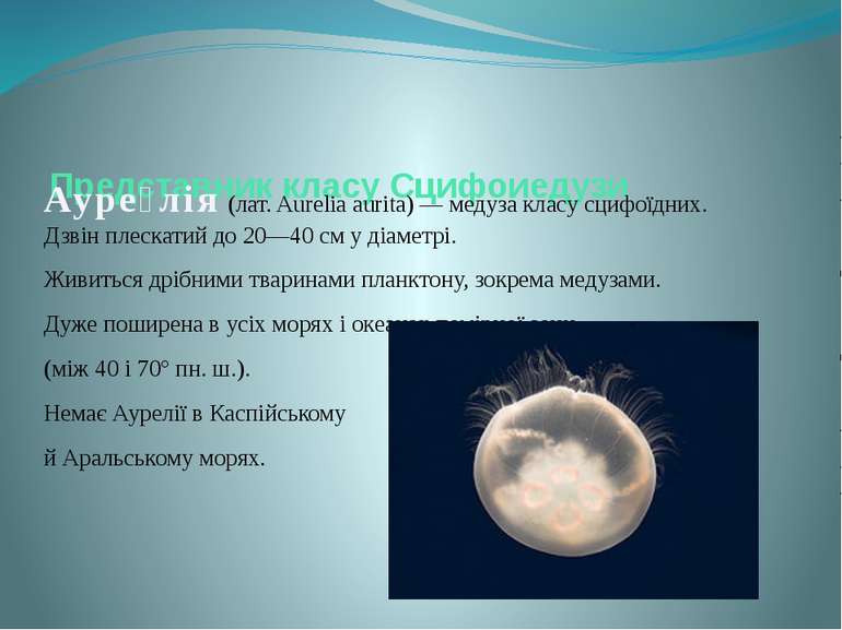 Представник класу Сцифоиедузи Ауре лія (лат. Aurelia aurita) — медуза класу с...