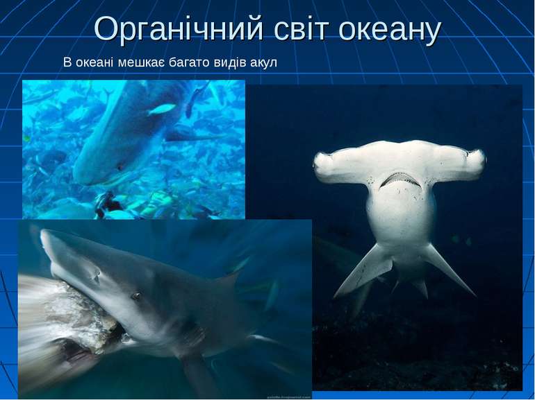 Органічний світ океану В океані мешкає багато видів акул