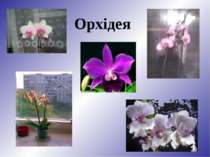 Орхідея