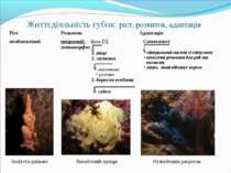 Життєдіяльність губок: ріст, розвиток, адаптація Isodyctia palmata Hymedesmia...