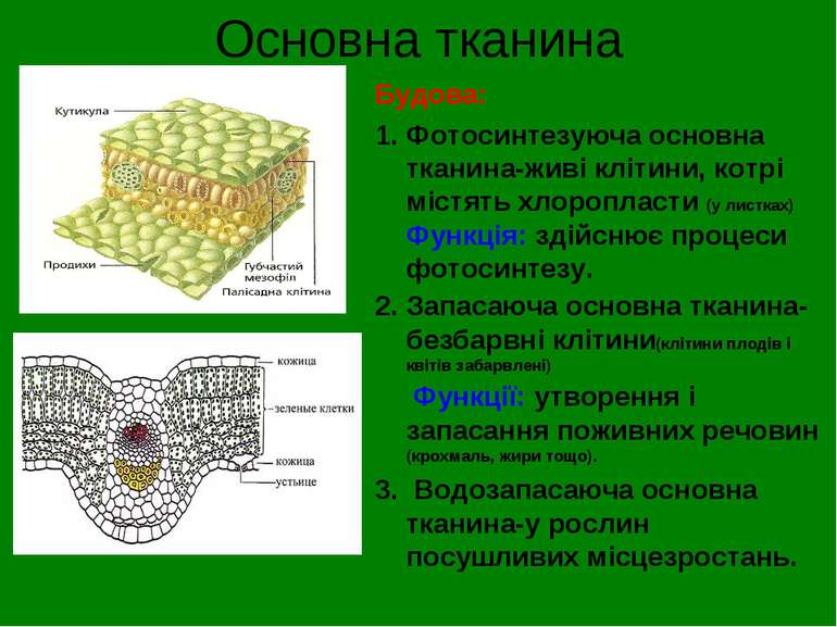 Основна тканина Будова: Фотосинтезуюча основна тканина-живі клітини, котрі мі...