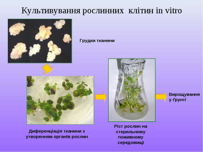 Грудки тканини Диференціація тканини з утворенням органів рослин Ріст рослин ...