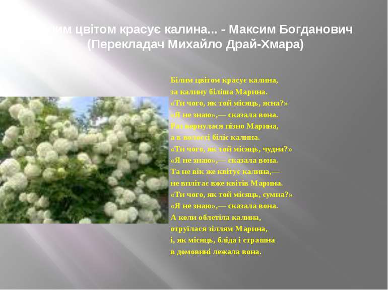 Білим цвітом красує калина... - Максим Богданович  (Перекладач Михайло Драй-Х...