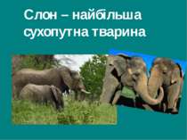 Слон – найбільша сухопутна тварина Гришельова Т.І.,учитель географії Запорізь...