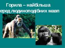 Горила – найбільша серед людиноподібних мавп Гришельова Т.І.,учитель географі...