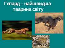 Гепард – найшвидша тварина світу Гришельова Т.І.,учитель географії Запорізько...