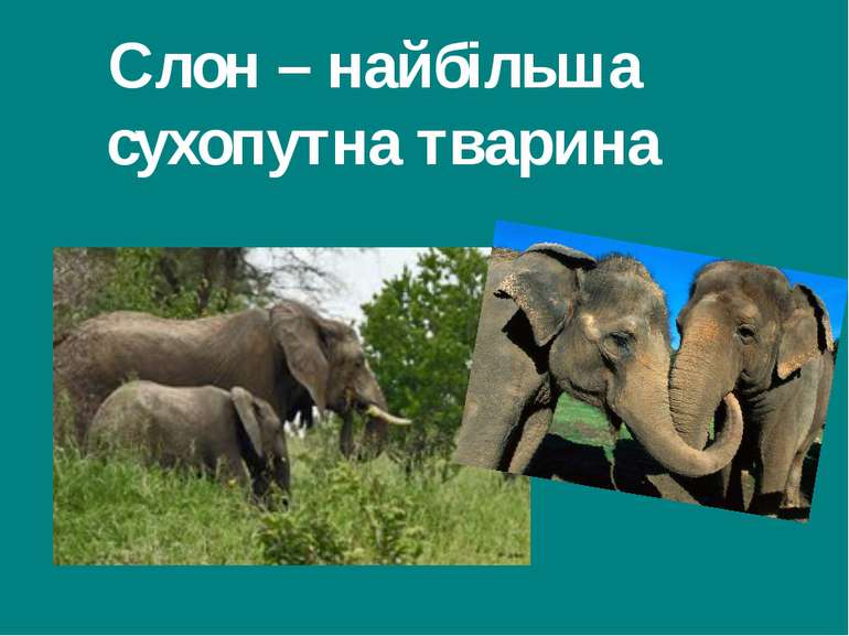 Слон – найбільша сухопутна тварина Гришельова Т.І.,учитель географії Запорізь...