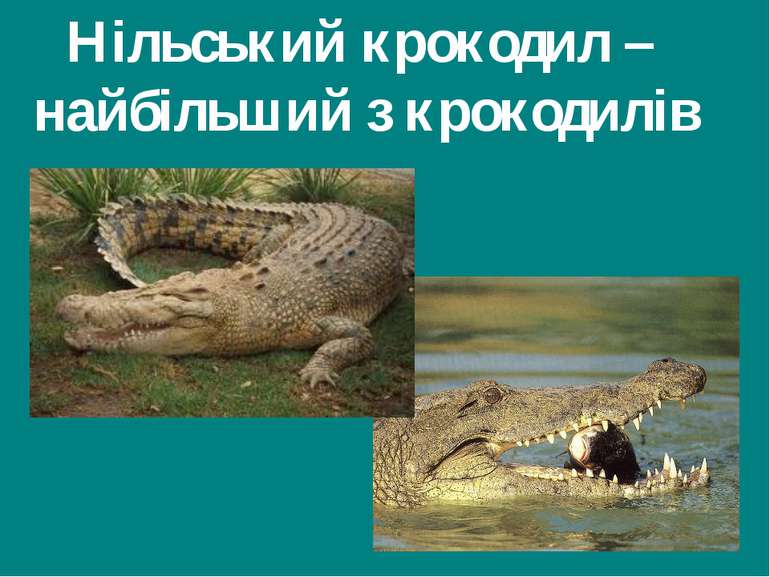 Нільський крокодил – найбільший з крокодилів Гришельова Т.І.,учитель географі...