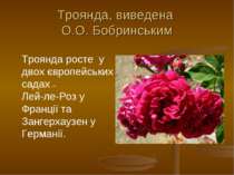 Троянда, виведена О.О. Бобринським Троянда росте у двох європейських садах – ...