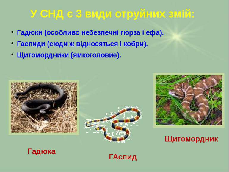 У СНД є 3 види отруйних змій: Гадюки (особливо небезпечні гюрза і ефа). Гаспи...