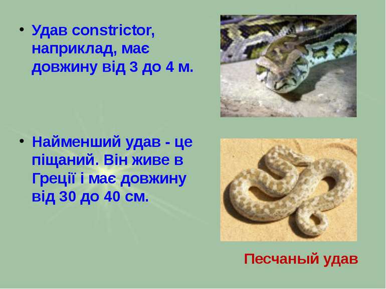 Удав constrictor, наприклад, має довжину від 3 до 4 м. Найменший удав - це пі...