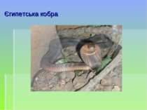 Єгипетська кобра