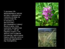 У рослинах УФ-випромінювання змінює активність ферментів і гормонів, впливає ...