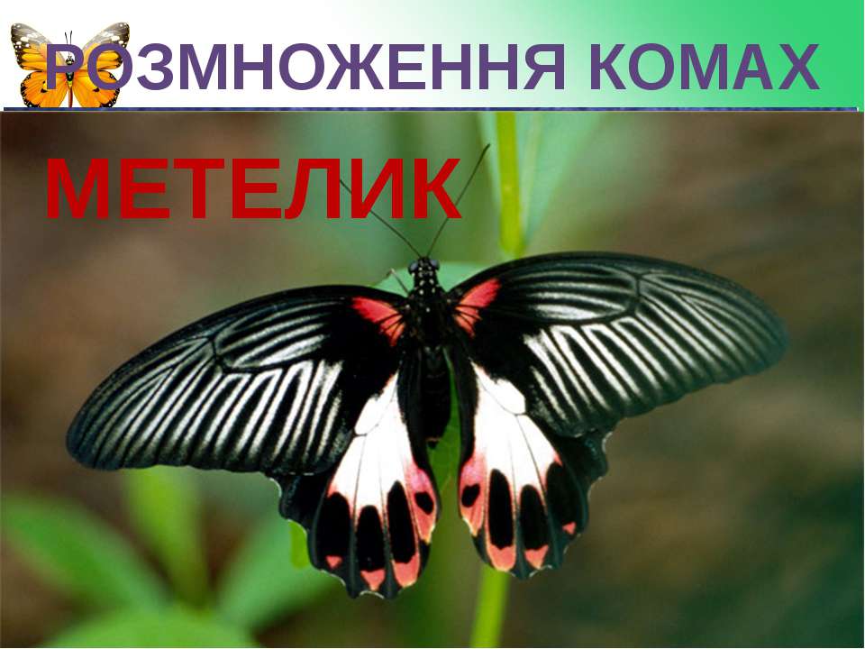 Цветок похож на крылья бабочки. Papilio Rumanzovia бабочка. Парусник Румянцева бабочка. Папилио Руманзовия бабочка. Бабочка красный мормон.