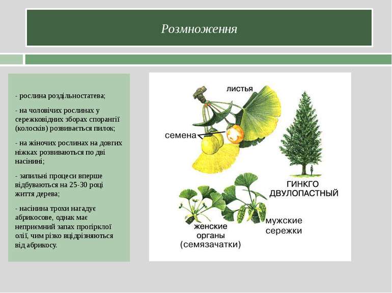 Розмноження - рослина роздільностатева; - на чоловічих рослинах у сережковідн...