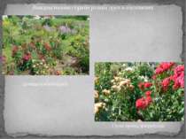 Використання сортів різних груп в озелененні Троянди в міксбордері Група троя...