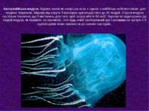 Австралійська медуза. Відома також як «морська оса» є одною з найбільш небезп...