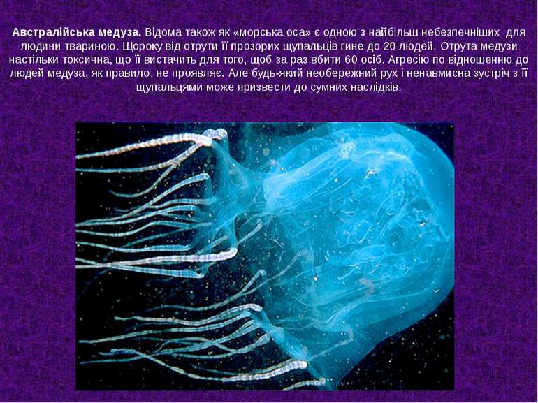 Австралійська медуза. Відома також як «морська оса» є одною з найбільш небезп...