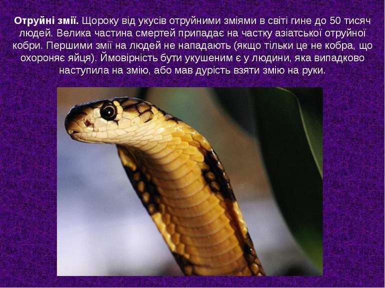 Отруйні змії. Щороку від укусів отруйними зміями в світі гине до 50 тисяч люд...
