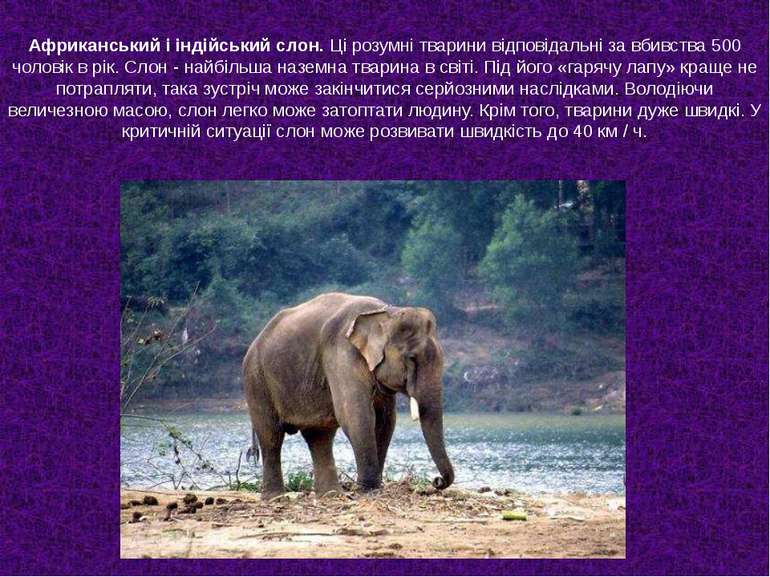 Африканський і індійський слон. Ці розумні тварини відповідальні за вбивства ...