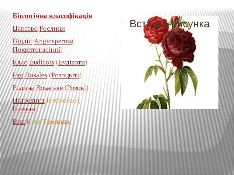Біологічна класифікація Царство:Рослини Відділ:Angiosperms(Покритонасінні) Кл...