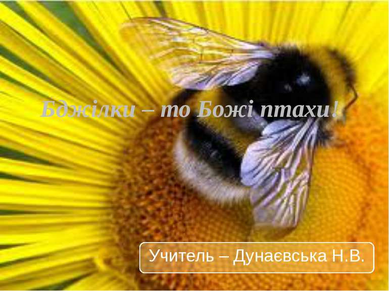 Бджілки – то Божі птахи! Учитель – Дунаєвська Н.В.