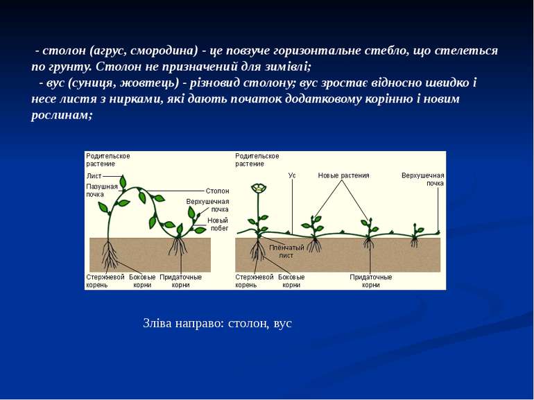 - столон (агрус, смородина) - це повзуче горизонтальне стебло, що стелеться п...