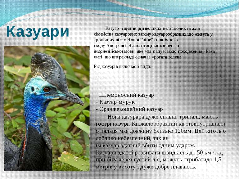 Казуари Казуар -єдиний рід великих нелітаючих птахів сімейства казуарових заг...