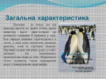 Загальна характеристика Пінгвіни - це птахи, які від природи просто не здатні...